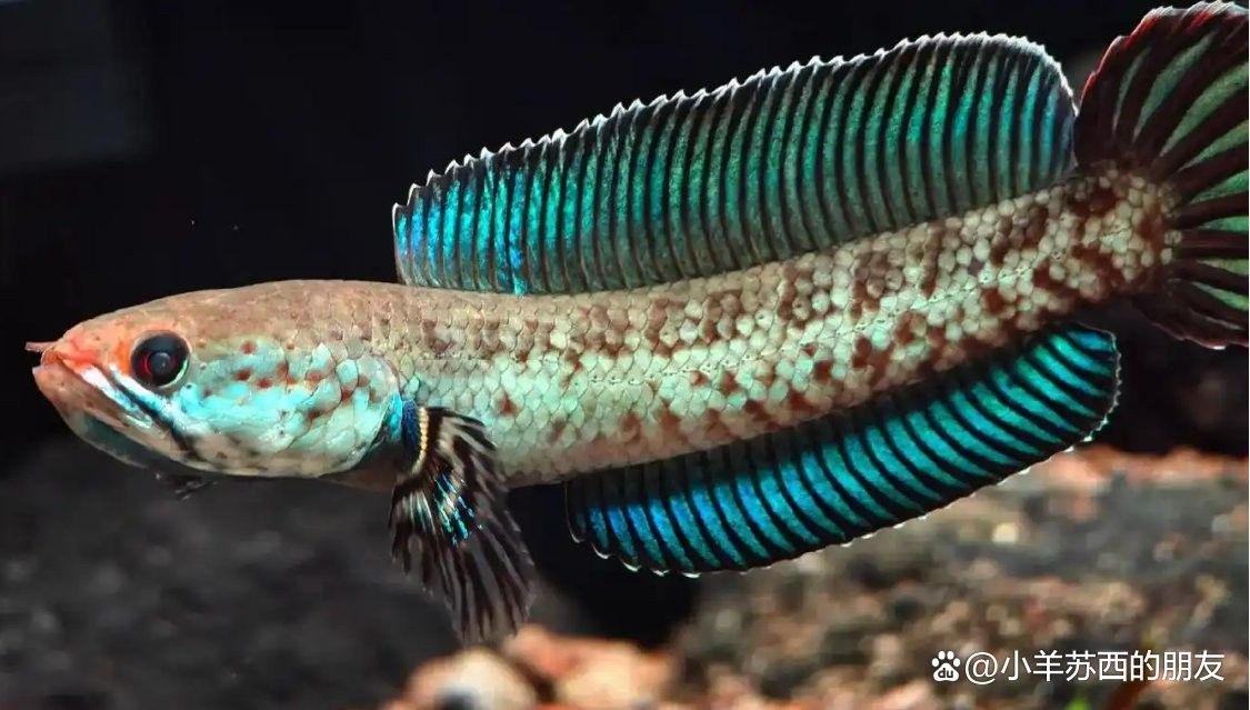 雷龍魚(yú)苗多久換一次水？（雷龍魚(yú)換水技巧大揭秘,如何正確操作不傷魚(yú)佳期如夢(mèng)一場(chǎng)） 雷龍魚(yú)苗多久換一次水？（雷龍魚(yú)換水技巧大揭秘,如何正確操作不傷魚(yú)佳期如夢(mèng)一場(chǎng)） 龍魚(yú)百科 第5張