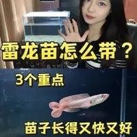 雷龍魚(yú)苗多久換一次水？（雷龍魚(yú)換水技巧大揭秘,如何正確操作不傷魚(yú)佳期如夢(mèng)一場(chǎng)） 雷龍魚(yú)苗多久換一次水？（雷龍魚(yú)換水技巧大揭秘,如何正確操作不傷魚(yú)佳期如夢(mèng)一場(chǎng)） 龍魚(yú)百科 第4張