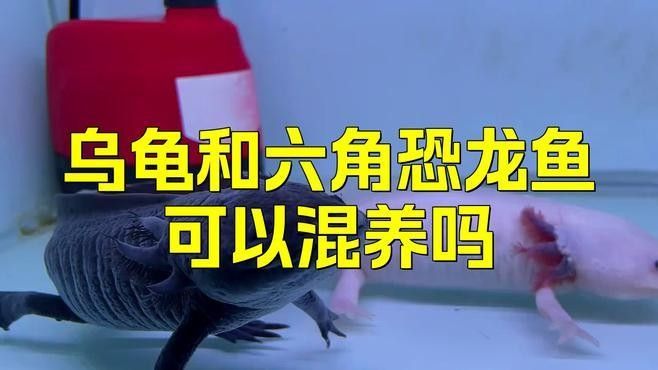 龍魚混養深水龜的最佳比例（多種深水龜與魚混養指南）