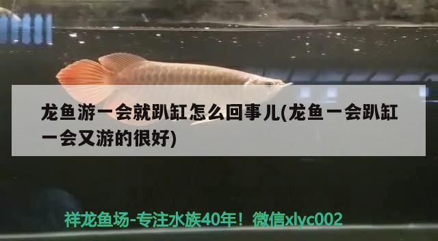 龍魚游一會就趴缸怎么回事兒(龍魚一會趴缸一會又游的很好)（龍魚出現趴缸是什么原因）