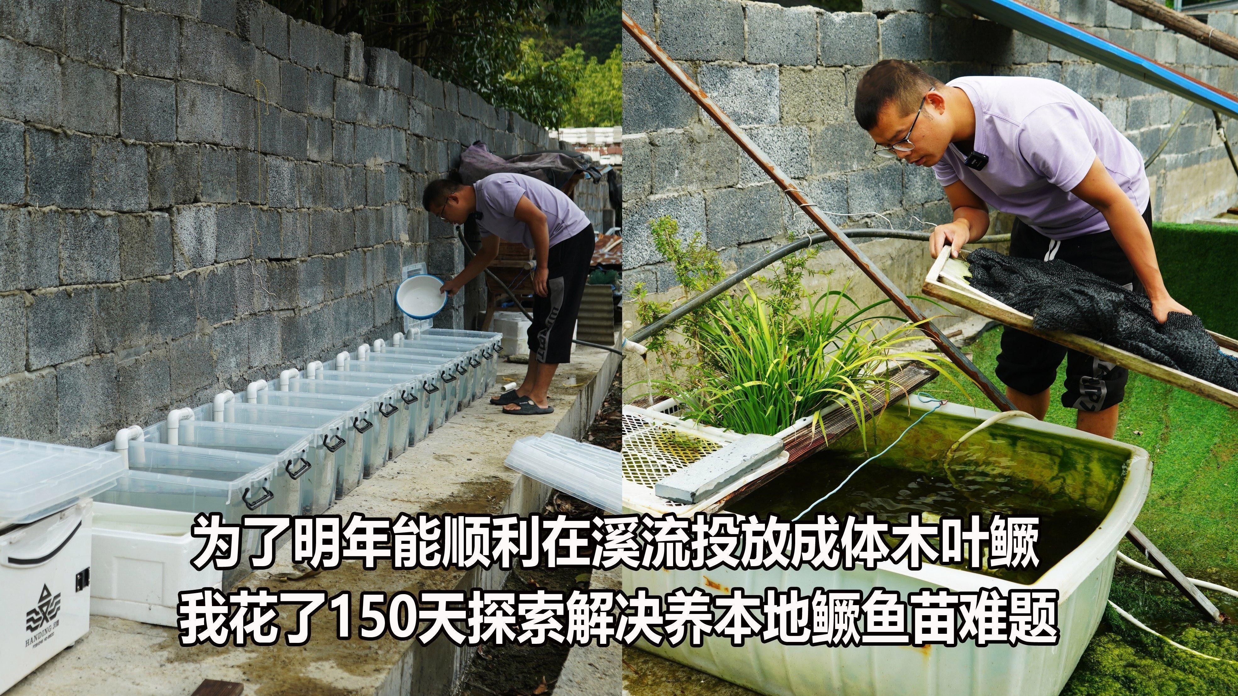 吉州區水產批發市場的龍魚苗價格如何（吉州區水產批發市場的龍魚苗價格）