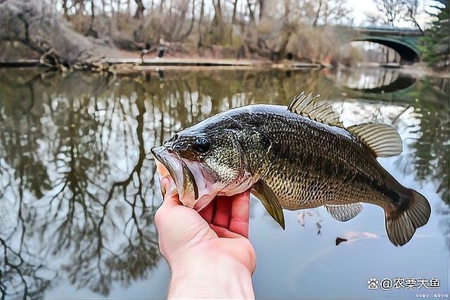 吉州區水產批發市場的龍魚苗價格如何（吉州區水產批發市場的龍魚苗價格）