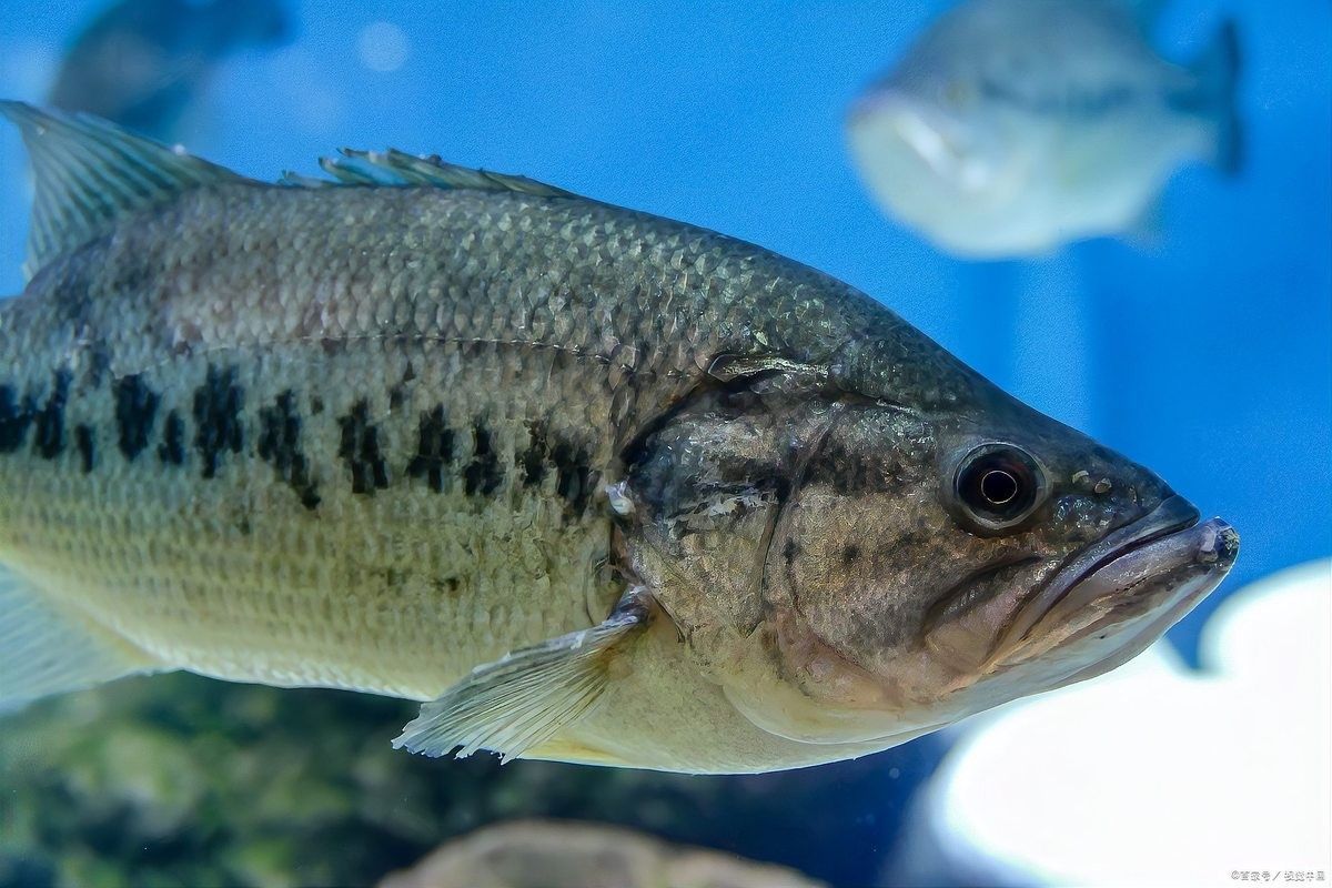 吉州區水產批發市場的龍魚苗價格如何（吉州區水產批發市場的龍魚苗價格）