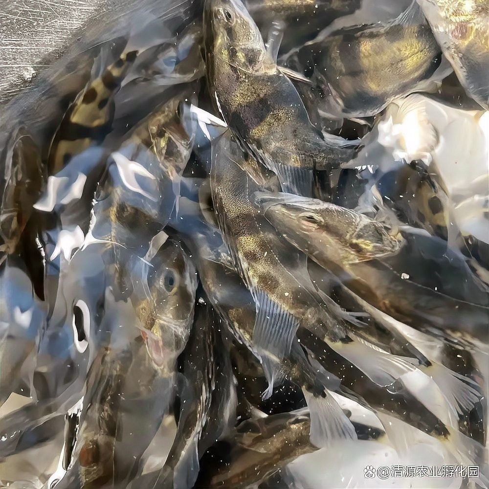 吉州區水產批發市場的龍魚苗價格如何（吉州區水產批發市場的龍魚苗價格）