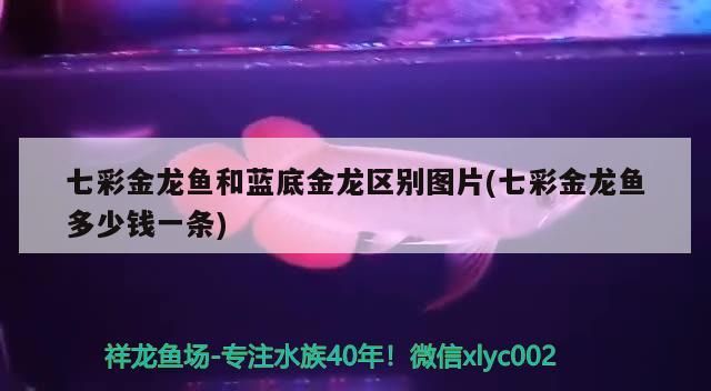 七彩金龍魚和藍底金龍區別圖片(七彩金龍魚多少錢一條)（七彩金龍魚和藍底金龍魚、藍底金龍魚和藍底金龍魚的區別）