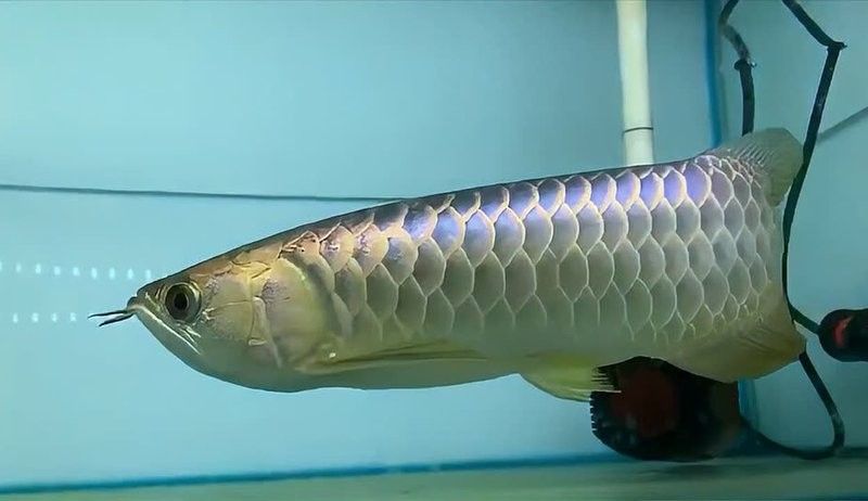 灤平哪個水族館龍魚好？祥龍魚場龍魚（平縣的“祥龍魚場”是一個集觀賞、互動于一體的龍魚養殖基地） 灤平哪個水族館龍魚好？祥龍魚場龍魚（平縣的“祥龍魚場”是一個集觀賞、互動于一體的龍魚養殖基地） 龍魚百科 第1張