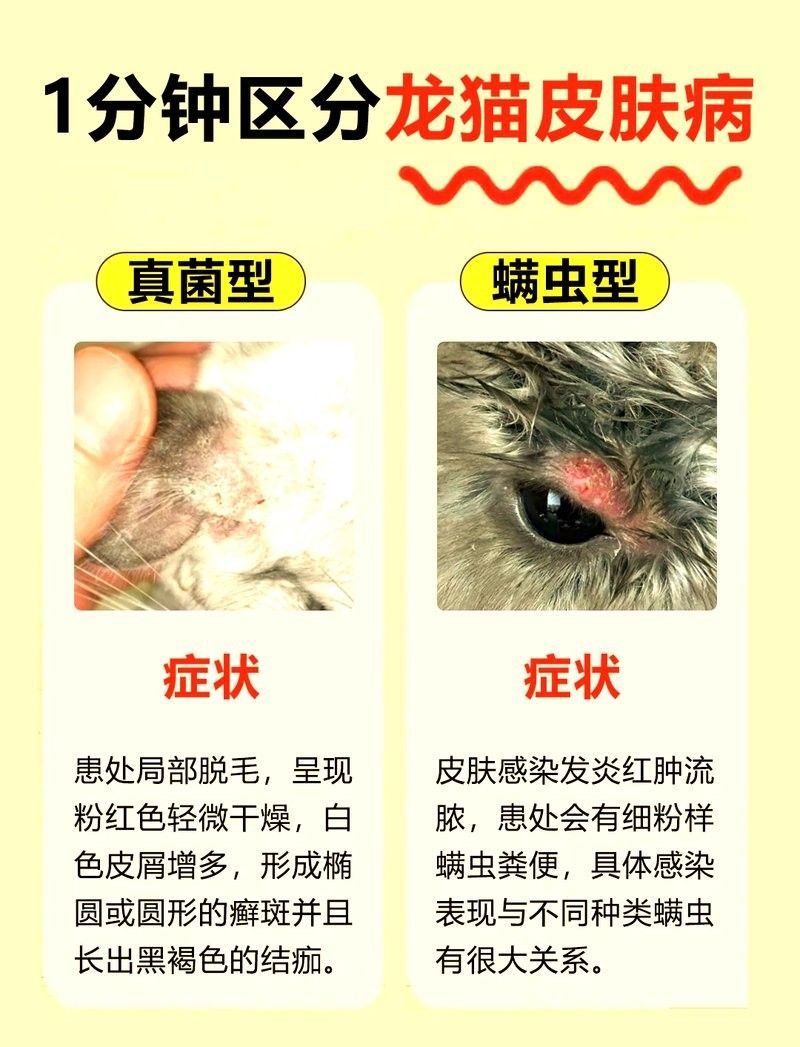 龍貓真菌感染有哪些癥狀（龍貓真菌感染會傳染給人嗎）