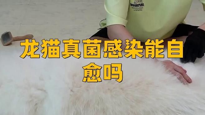 龍貓真菌感染有哪些癥狀（龍貓真菌感染會傳染給人嗎）