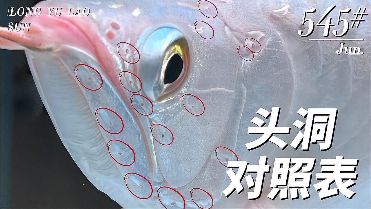 龍魚頭洞病會復發嗎（銀龍魚頭洞病治療及預防全攻略重啟人生計劃銀龍魚常見疾病介紹）