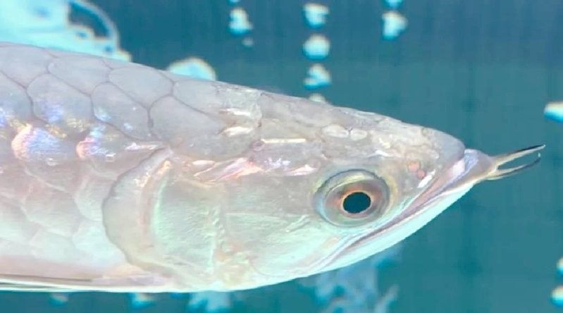 龍魚頭洞病會復發嗎（銀龍魚頭洞病治療及預防全攻略重啟人生計劃銀龍魚常見疾病介紹）