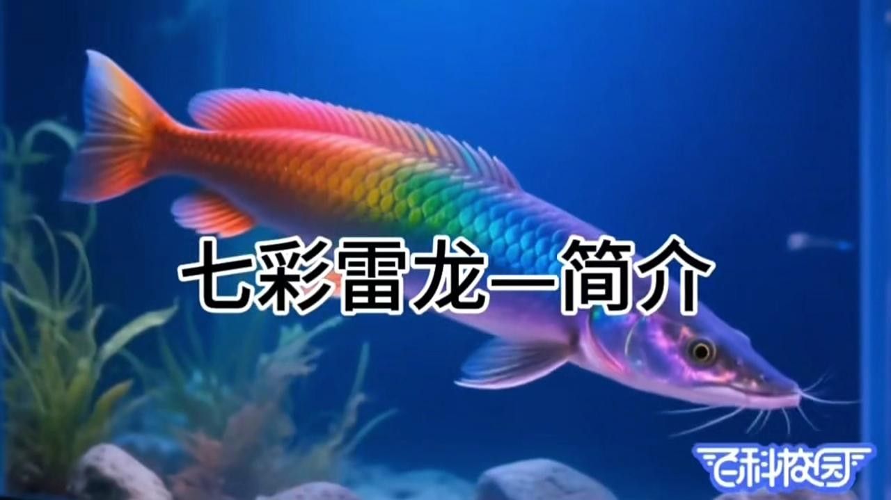 南鱧和七彩雷龍魚有何區(qū)別（南鱧和七彩雷龍魚哪個更好養(yǎng)南鱧和七彩雷龍魚哪個更好養(yǎng)）