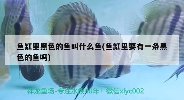 魚缸里黑色的魚叫什么魚(魚缸里要有一條黑色的魚嗎) 魚缸里黑色的魚叫什么魚(魚缸里要有一條黑色的魚嗎) 觀賞魚百科