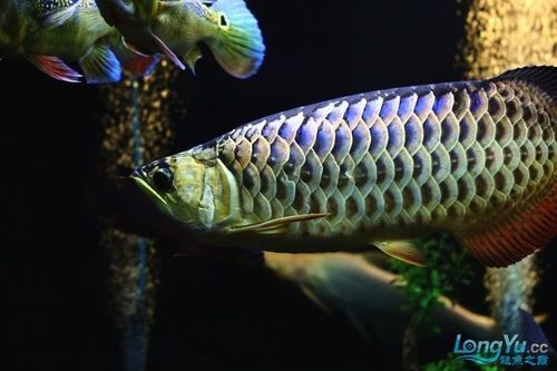如何辨別藍背金龍魚的品質（養魚小藝龍魚的品質鑒別藍背金龍魚品質的關鍵步驟）