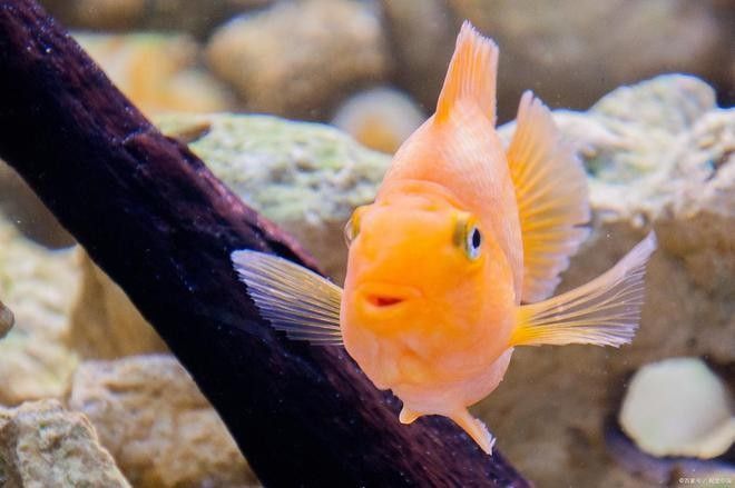 紅龍魚多久洗一次過濾器？（紅龍魚多久清洗一次過濾器）