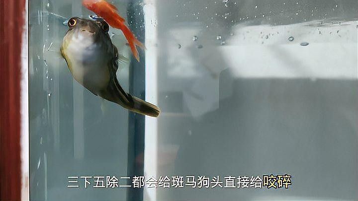 如何降低斑馬狗頭魚和龍魚混養(yǎng)的風(fēng)險（斑馬狗頭魚與龍魚混養(yǎng)指南與注意事項犯懶大王康康） 如何降低斑馬狗頭魚和龍魚混養(yǎng)的風(fēng)險（斑馬狗頭魚與龍魚混養(yǎng)指南與注意事項犯懶大王康康） 龍魚百科 第2張