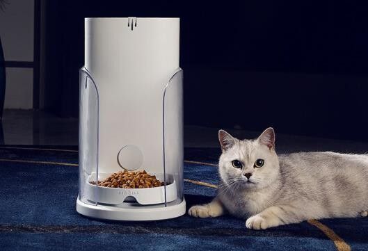 停電期間可以喂食嗎（停電期間，寵物可以喂食動(dòng)物嗎？） 停電期間可以喂食嗎（停電期間，寵物可以喂食動(dòng)物嗎？） 龍魚百科 第2張