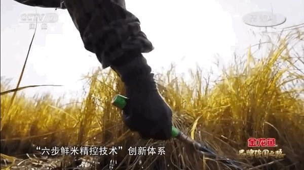 金龍魚紀錄片有哪些系列？（《品牌強國之路》今晚cctv-2開播） 金龍魚紀錄片有哪些系列？（《品牌強國之路》今晚cctv-2開播） 龍魚百科 第3張