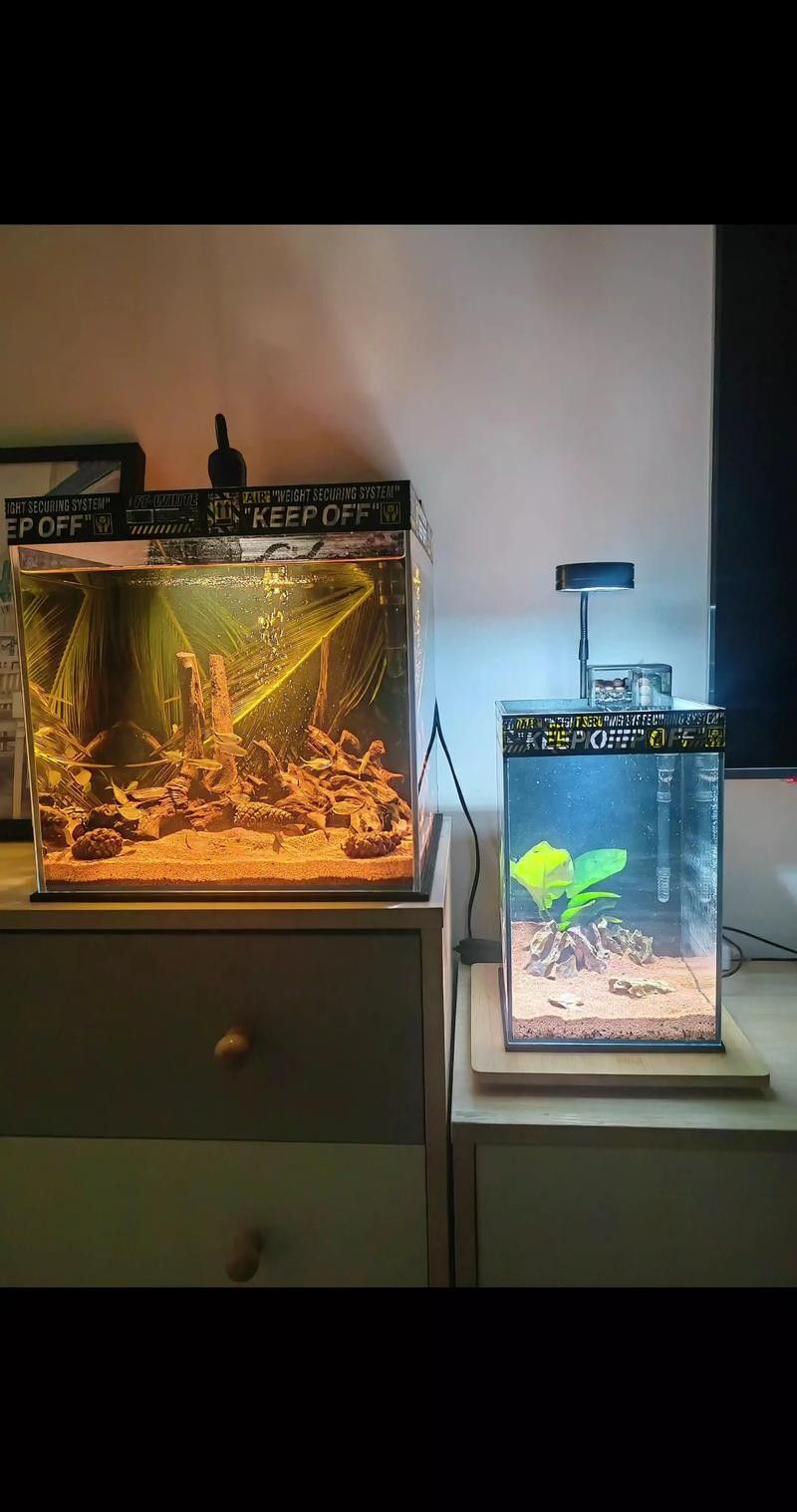 曼龍魚缸需要多大的空間（曼龍能長多大）