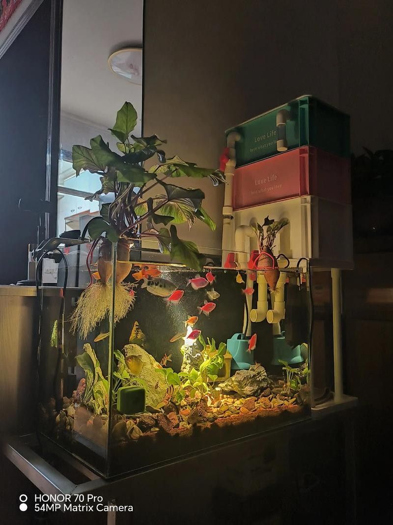 曼龍魚缸需要多大的空間（曼龍能長多大）