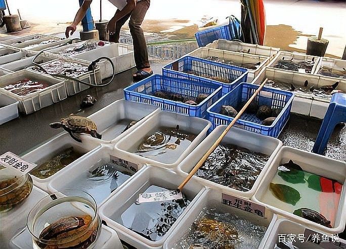 哪個市場的水族品種最全？（北京大紅門京深海鮮批發市場的具體地址在哪里） 哪個市場的水族品種最全？（北京大紅門京深海鮮批發市場的具體地址在哪里） 龍魚百科 第8張