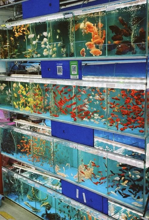 哪個市場的水族品種最全?(北京大紅門京深海鮮批發市場的具體地址在哪里) 龍魚百科 第4張 哪個市場的水族品種最全?(北京大紅門京深海鮮批發市場的具體地址在哪里) 哪個市場的水族品種最全?(北京大紅門京深海鮮批發市場的具體地址在哪里) 龍魚百科 第4張