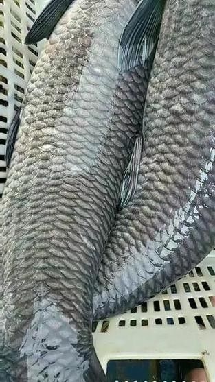 大青龍魚能長多大？（《馬代·居民島》第16集:魔鬼魚看完后）