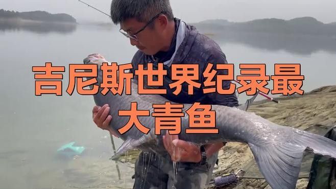 大青龍魚能長多大？（《馬代·居民島》第16集:魔鬼魚看完后）