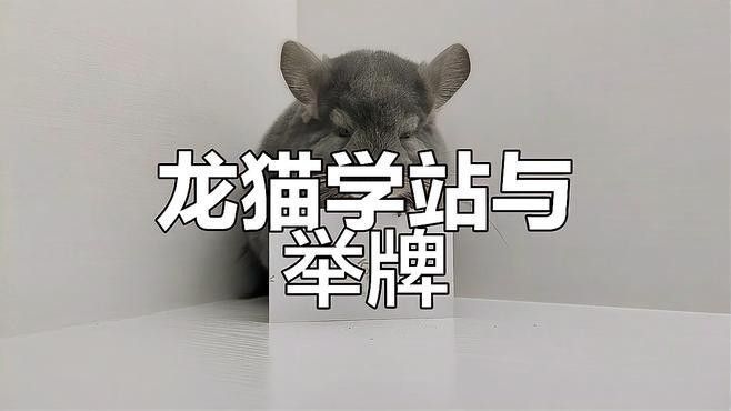 龍貓散養(yǎng)后多久會(huì)忘記籠子（龍貓“忘記籠子”并非真正的記憶喪失而是因環(huán)境偏好改變）