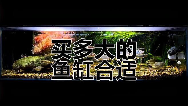 混養熱帶魚需要多大的魚缸（養熱帶魚的魚缸大小取決于多種因素） 混養熱帶魚需要多大的魚缸（養熱帶魚的魚缸大小取決于多種因素） 龍魚百科 第2張