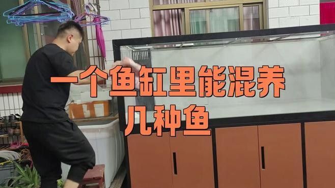 混養熱帶魚需要多大的魚缸（養熱帶魚的魚缸大小取決于多種因素） 混養熱帶魚需要多大的魚缸（養熱帶魚的魚缸大小取決于多種因素） 龍魚百科 第5張