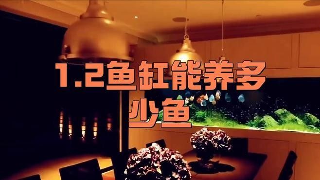 混養熱帶魚需要多大的魚缸（養熱帶魚的魚缸大小取決于多種因素） 混養熱帶魚需要多大的魚缸（養熱帶魚的魚缸大小取決于多種因素） 龍魚百科 第4張