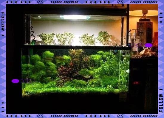 混養熱帶魚需要多大的魚缸（養熱帶魚的魚缸大小取決于多種因素） 混養熱帶魚需要多大的魚缸（養熱帶魚的魚缸大小取決于多種因素） 龍魚百科 第9張