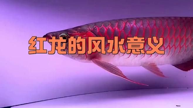 九星龍魚(yú)缸有哪些顏色可選？（九星龍魚(yú)缸哪個(gè)顏色最旺財(cái)九星龍魚(yú)缸價(jià)格批發(fā)報(bào)價(jià)）