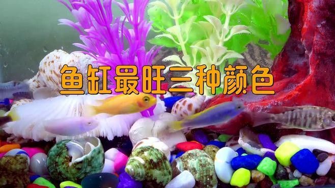 九星龍魚(yú)缸有哪些顏色可選？（九星龍魚(yú)缸哪個(gè)顏色最旺財(cái)九星龍魚(yú)缸價(jià)格批發(fā)報(bào)價(jià)）