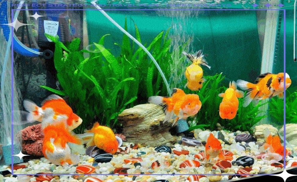 九星龍魚(yú)缸有哪些顏色可選？（九星龍魚(yú)缸哪個(gè)顏色最旺財(cái)九星龍魚(yú)缸價(jià)格批發(fā)報(bào)價(jià)）