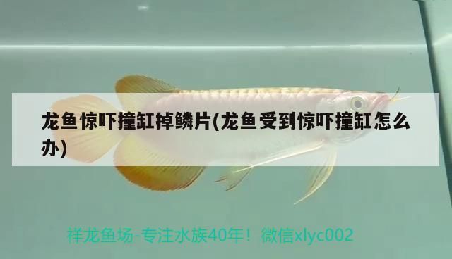 龍魚驚嚇撞缸掉鱗片(龍魚受到驚嚇撞缸怎么辦)（龍魚受到驚嚇撞缸掉鱗片怎么辦）