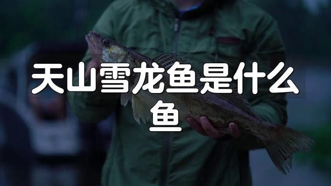 天山雪龍魚的價格是多少？（天山雪龍魚是什么魚）