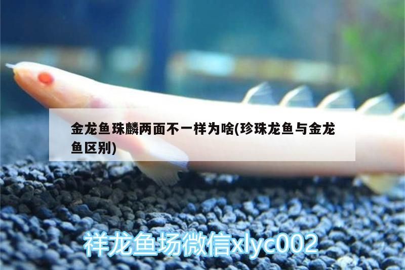 金龍魚珠麟兩面不一樣為啥(珍珠龍魚與金龍魚區別)（金龍魚珠麟兩面不一樣為啥）