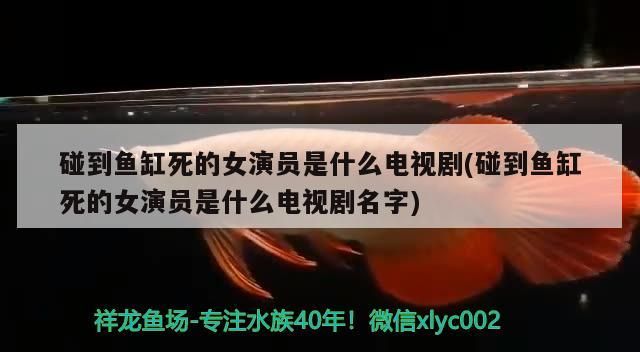 碰到魚缸死的女演員是什么電視劇(碰到魚缸死的女演員是什么電視劇名字)（《碰到魚缸死的女演員是什么電視劇）