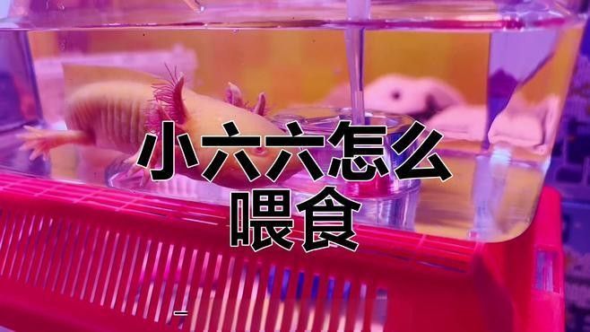如何刺激恐龍魚進食（六角恐龍魚不吃飼料怎么辦） 如何刺激恐龍魚進食（六角恐龍魚不吃飼料怎么辦） 龍魚百科 第2張
