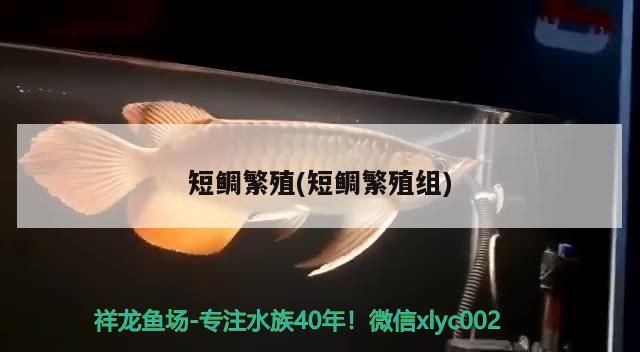 短鯛繁殖(短鯛繁殖組)（關(guān)于短鯛繁殖的一些小技巧）
