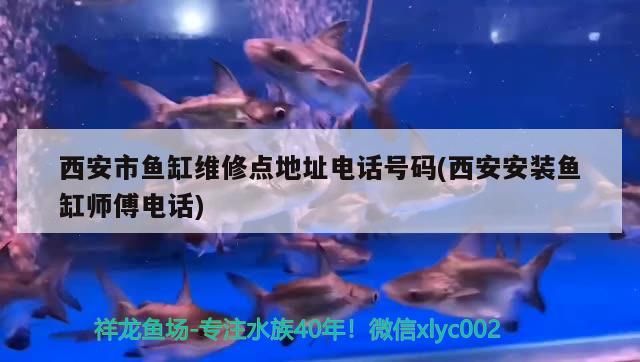 西安市魚缸維修點地址電話號碼(西安安裝魚缸師傅電話) 西安市魚缸維修點地址電話號碼(西安安裝魚缸師傅電話) 觀賞魚百科