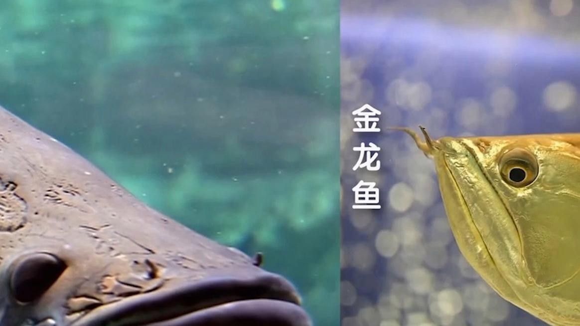 如何區(qū)分巨骨舌魚和龍魚 如何區(qū)分巨骨舌魚和龍魚 龍魚百科 第8張