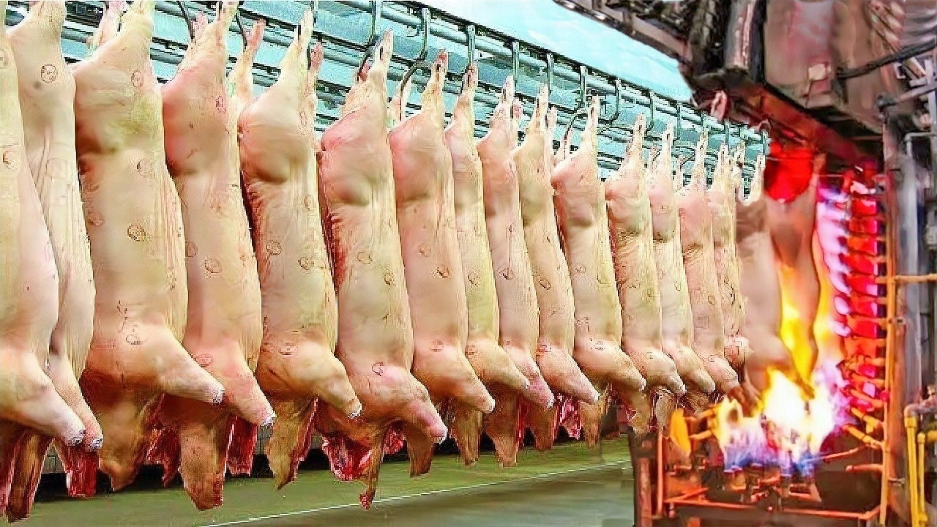 繁殖后多久開始補(bǔ)充營養(yǎng)？（動(dòng)物繁殖后多久開始補(bǔ)充營養(yǎng)） 繁殖后多久開始補(bǔ)充營養(yǎng)？（動(dòng)物繁殖后多久開始補(bǔ)充營養(yǎng)） 龍魚百科 第1張