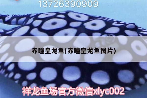紅龍魚喂什么飼料好呢視頻講解(紅龍魚喂養(yǎng))（赤瞳皇龍魚喂什么飼料好呢，）
