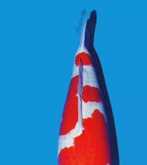 龍魚不游動只是發呆嗎（龍魚不游動只是發呆嗎龍魚為何“垂頭喪氣”揭秘趴缸真相與解救秘籍）