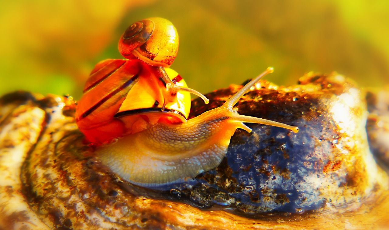金龍魚和古典哪個(gè)龍魚好養(yǎng)活（過(guò)背金龍好養(yǎng)嗎）