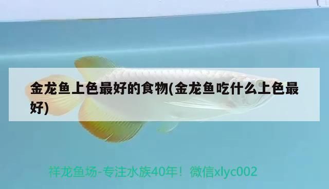 魚缸 金龍魚上色最好的食物(金龍魚吃什么上色最好) 觀賞魚百科 金龍魚上色最好的食物(金龍魚吃什么上色最好) 金龍魚上色最好的食物(金龍魚吃什么上色最好) 觀賞魚百科