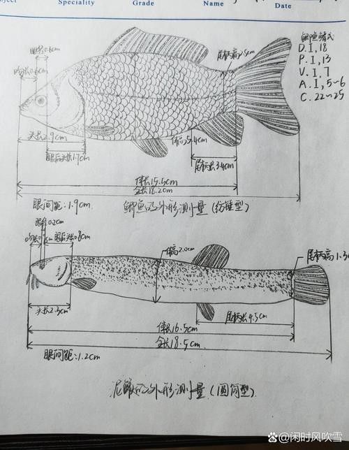 如何預(yù)防魚生病？（水產(chǎn)養(yǎng)殖防病秘籍）