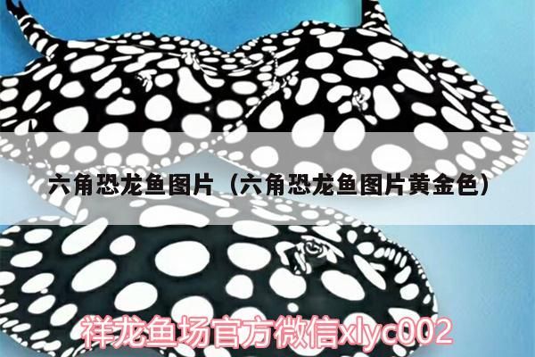 六角恐龍魚圖片（六角恐龍魚圖片黃金色）（六角恐龍魚圖片和價(jià)格） 六角恐龍魚圖片（六角恐龍魚圖片黃金色）（六角恐龍魚圖片和價(jià)格） 觀賞魚百科